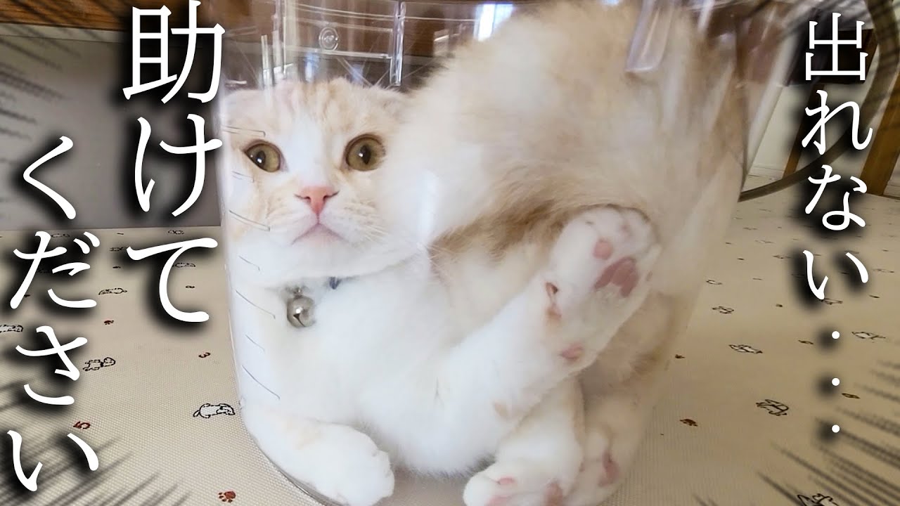犬がクンクン泣くのでついて行くと子猫がこうなってました...