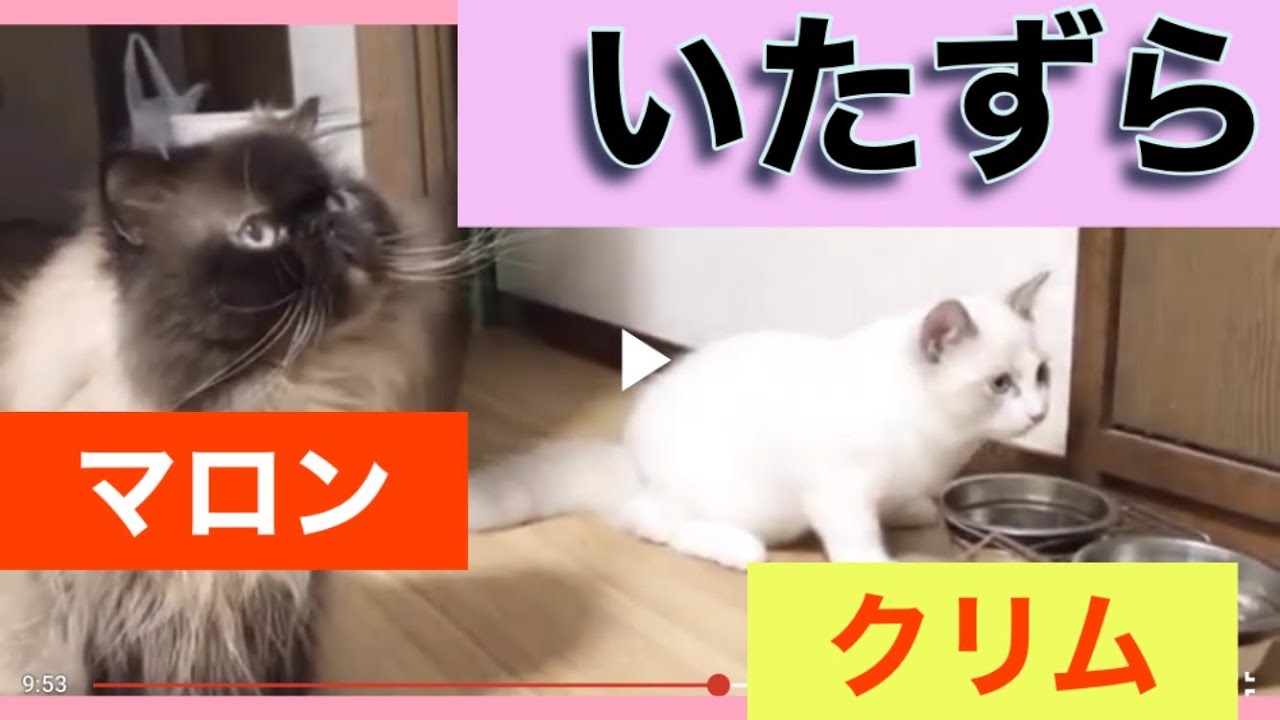 いたずらが大好きな猫｜いたずらコンビ💛マロン(ヒマラヤン猫)とクリム(ラグドール猫)💛猫ちゃんのルーティン💛💛💛ラグドール猫！｜最高に美しい猫｜ヒマラヤン猫｜華麗な猫｜