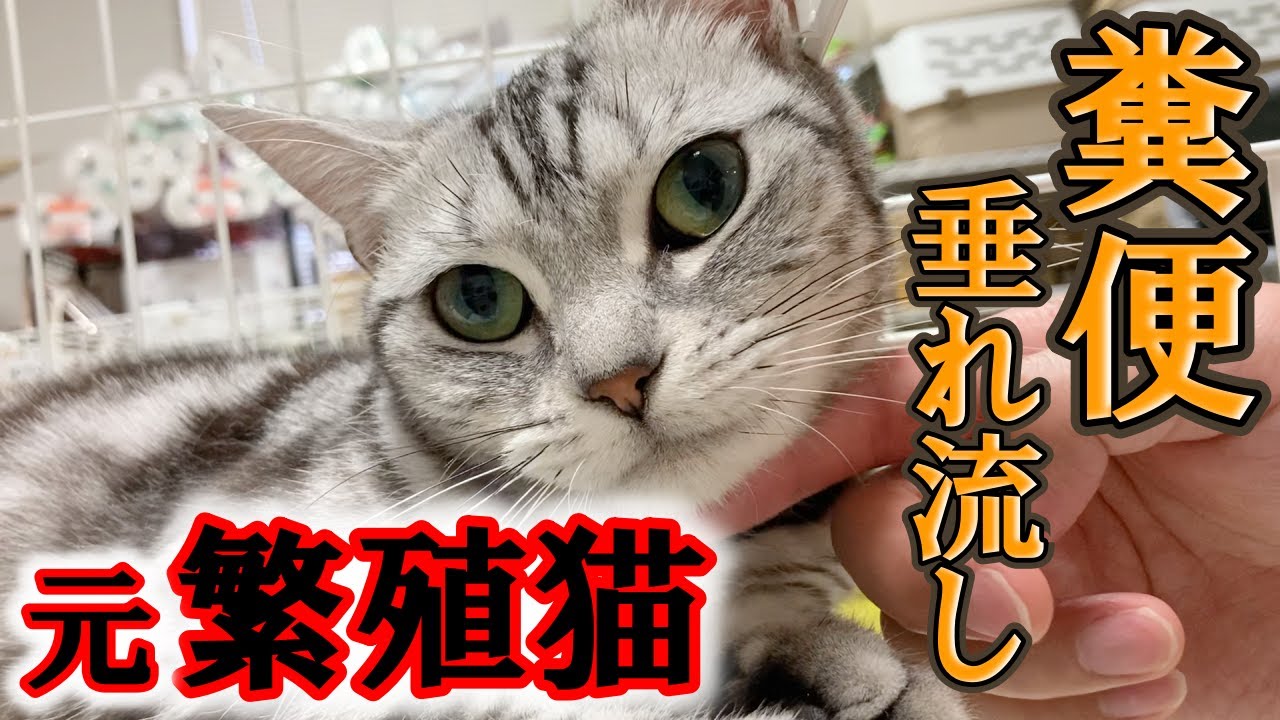 糞便が垂れ流しになってしまう病気になってしまった元繁殖猫のアメリカンショートヘアー【巨大結腸症】