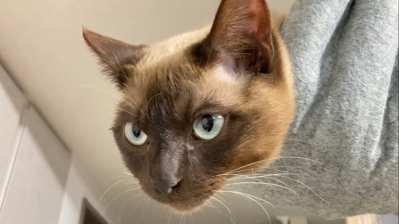 トンキニーズ 【2023/03/23】