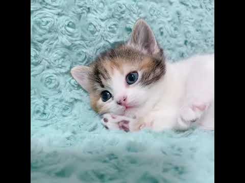 スコティッシュフォールド とっても美人な三毛ちゃんです♪