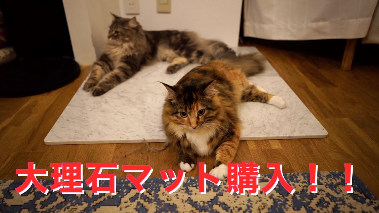 【メインクーン】猫にとって最強のひんやりグッズ【大理石マット】