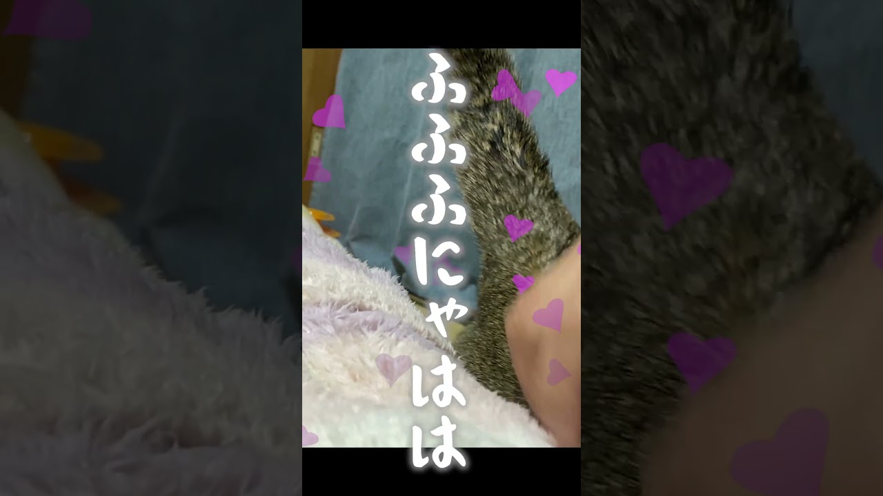 元野良猫に毎日話しかけてたらこうなった #shorts