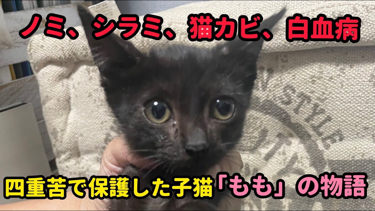 ガリガリの黒子猫を保護、この子はゴミでありません #子猫 #保護猫 #捨て猫 #猫動画 #かわいい #ねこ #黒猫