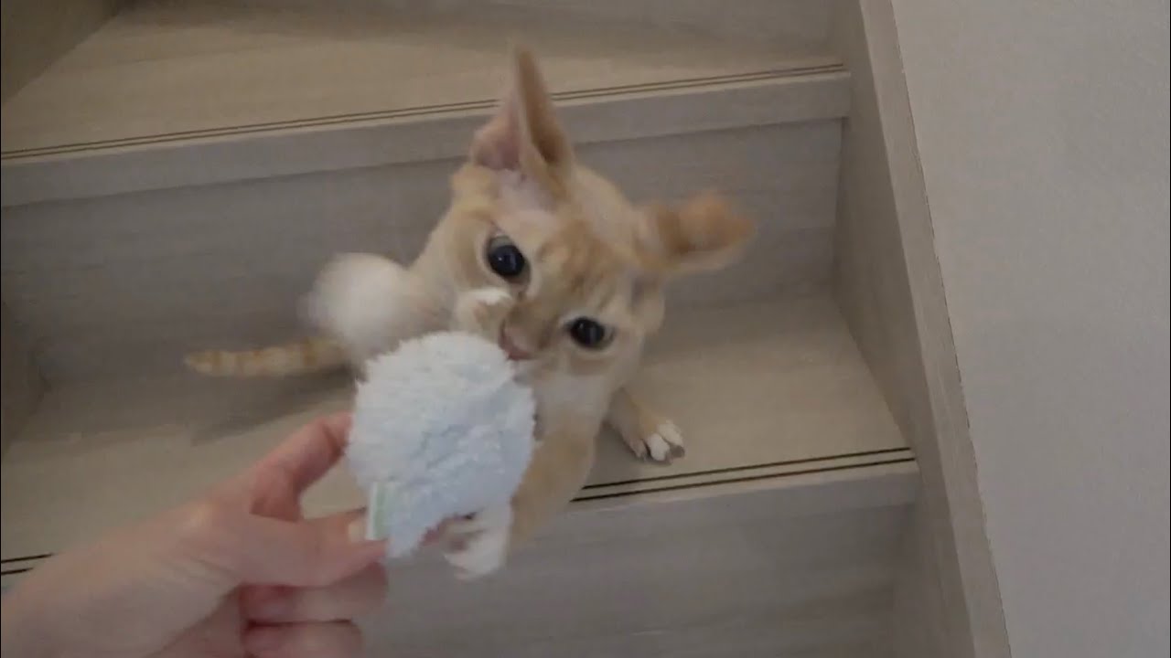 デボンレックス兄はまたたび付きボールおもちゃが大好きです(Devon Rex cat really loves a ball toy with silvervine powder)