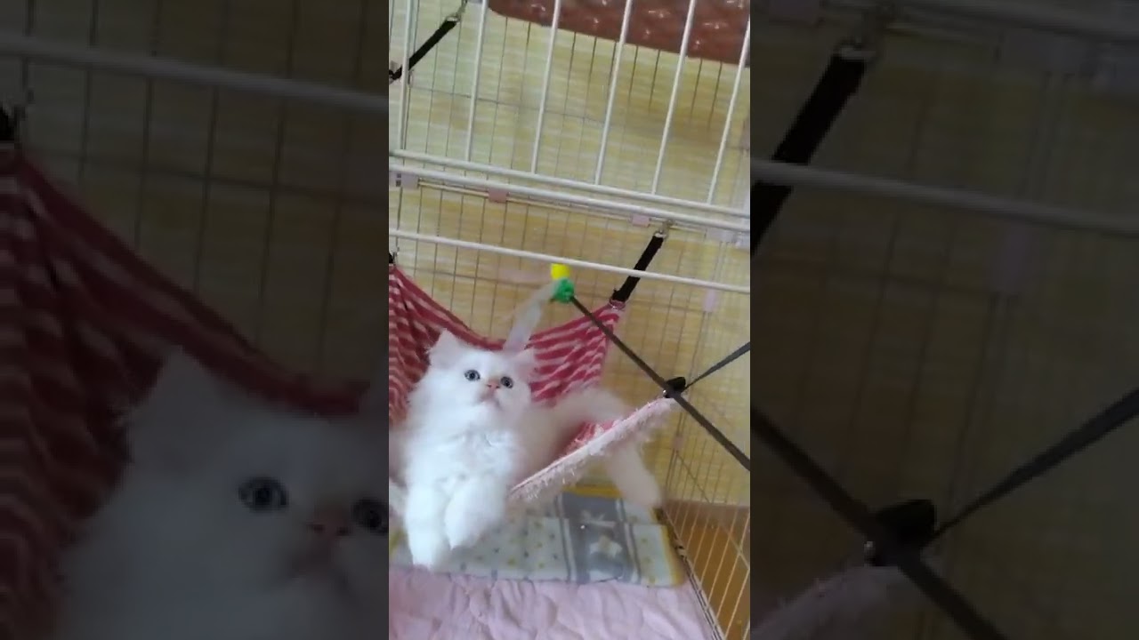 ヒマラヤン 【フレームポイント】可愛い顔の男の子