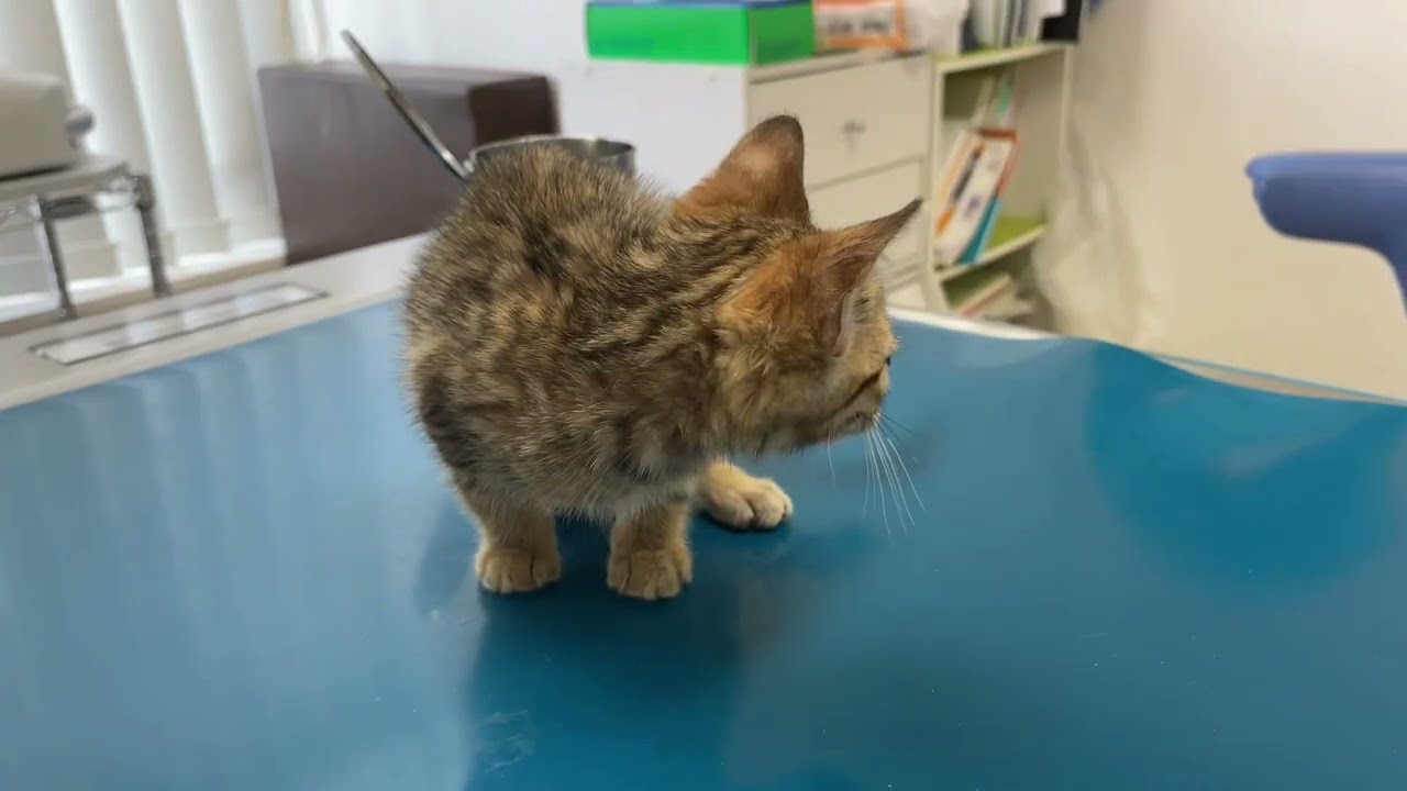 【ナナハチ’s ROOM】健康診断　トイガーちゃん&ボンベイちゃん　20220322