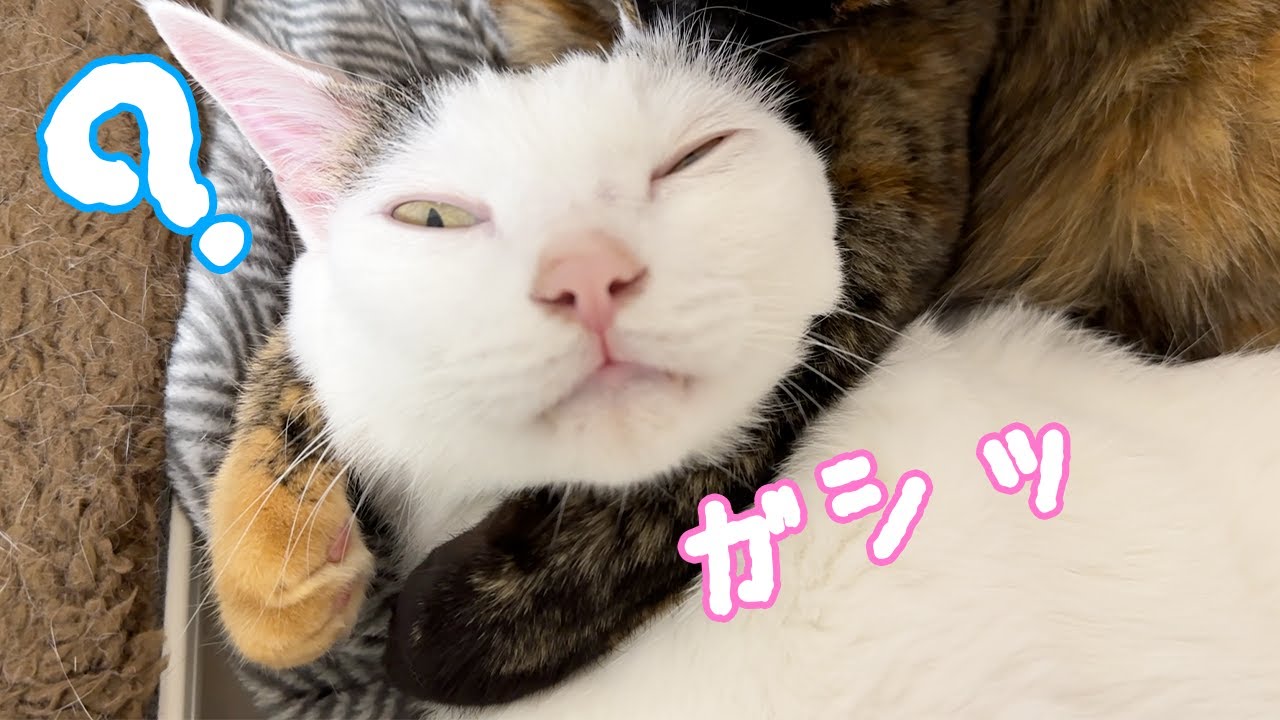 完全にホールドされてるチロさん…ｗ