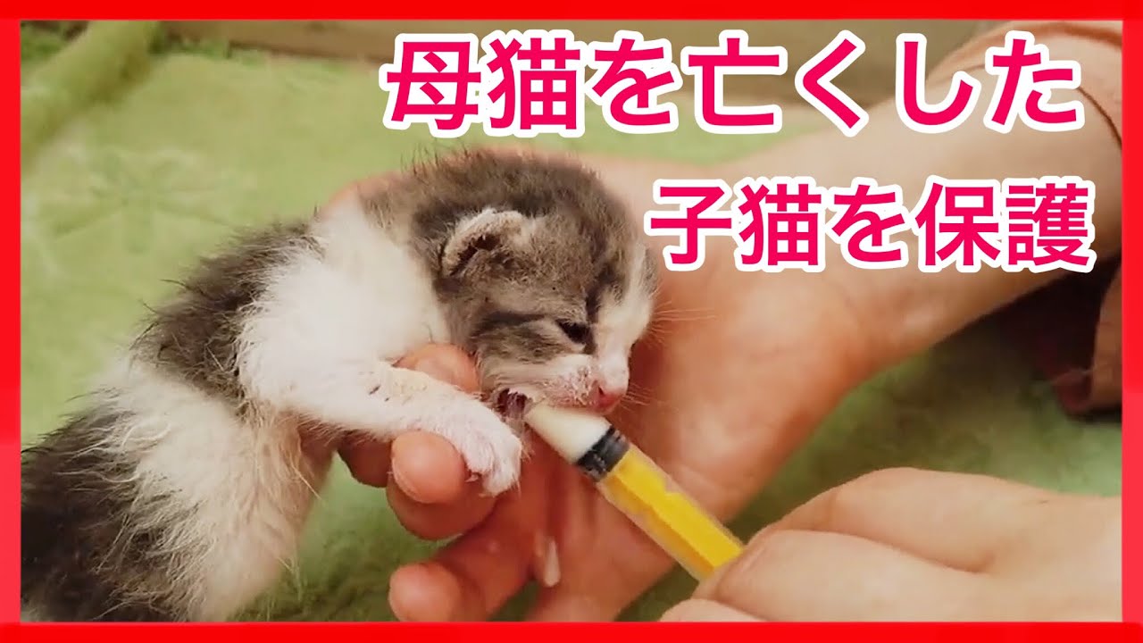 母猫を亡くした子猫 【保護猫】  生後10日の赤ちゃん猫　#保護猫　#もちまる日記