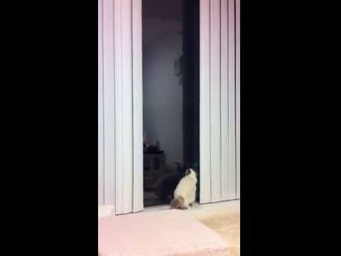 バーマン猫、女神様の「ぴょ～ん。」