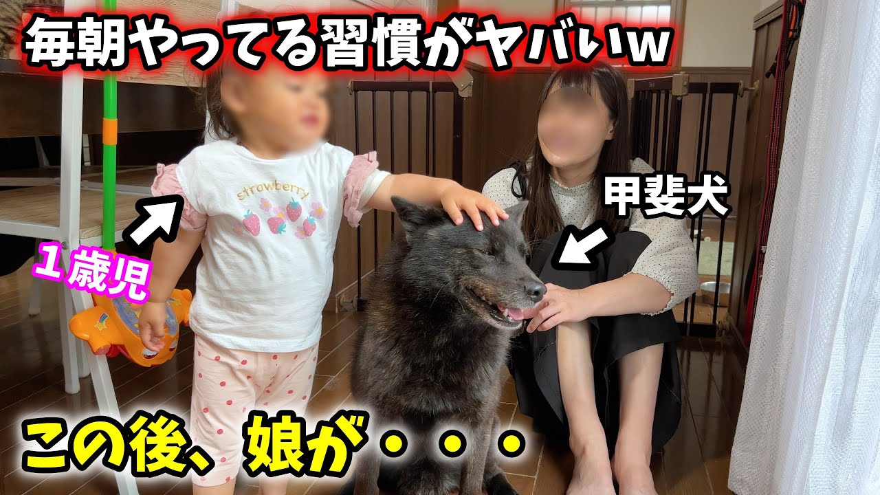 最近、娘と愛犬のモーニングルーティンがおかしいです【甲斐犬一休と猫のしずく】