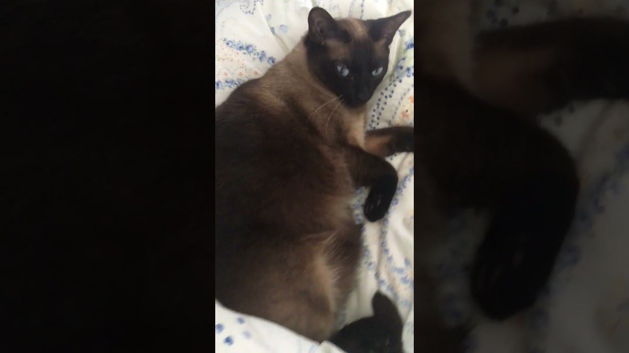 大あくびシャム猫