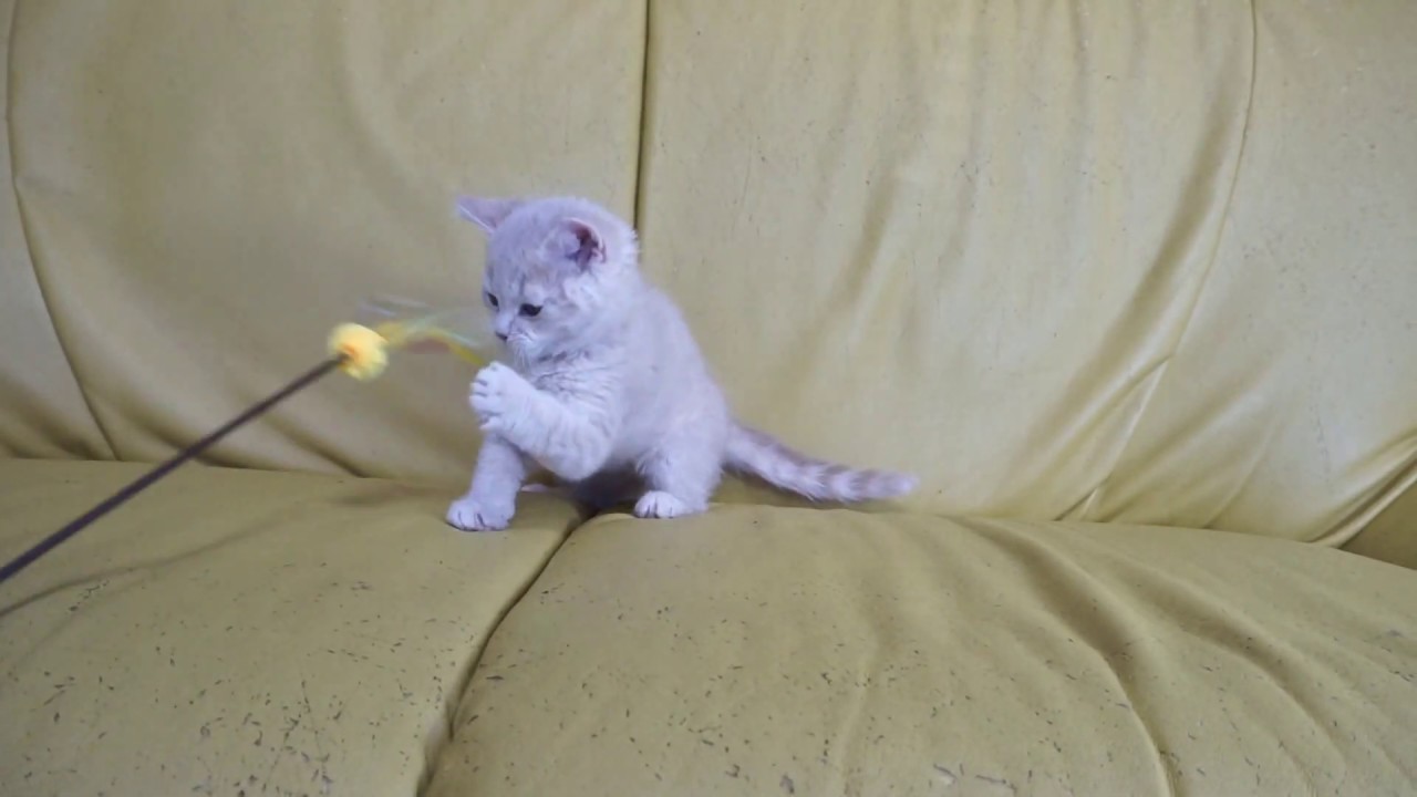 セルカークレックス子猫2019.1.28産まれ　クリーム巻き毛①　シーダキャット猫のお店