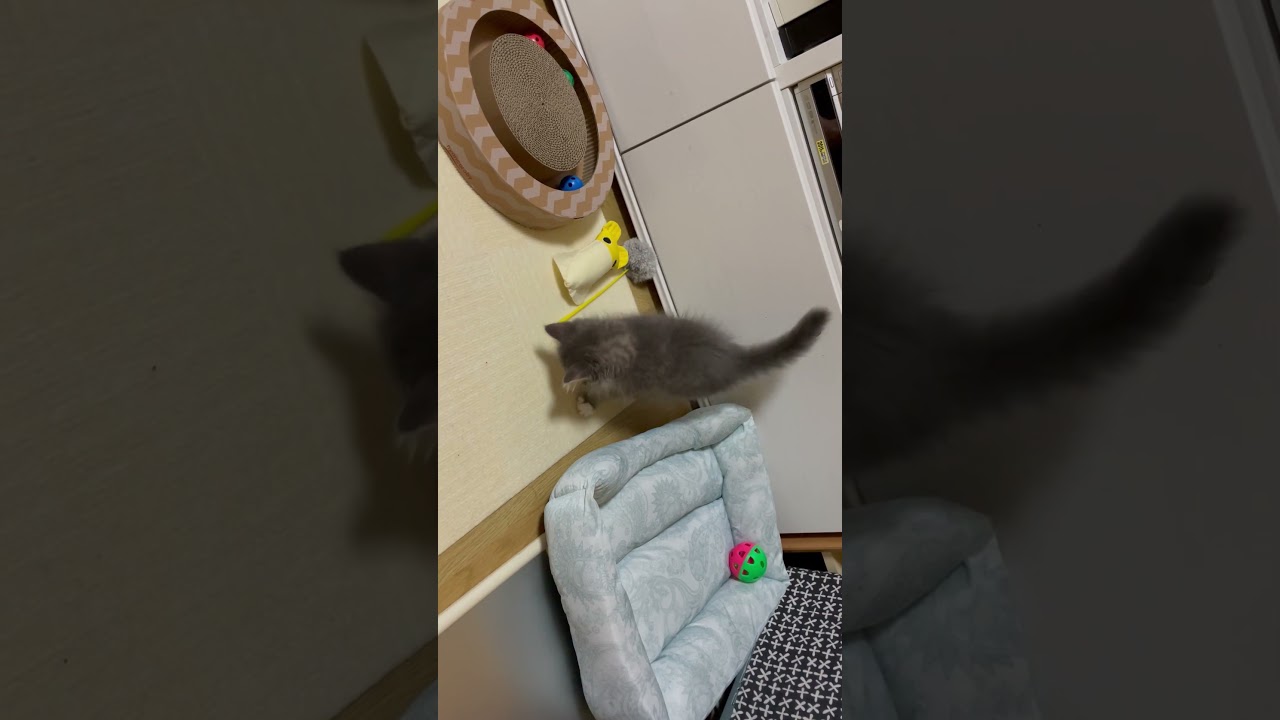 サイベリアン2ヶ月【子猫はひたすら遊びます】 #siberiancat