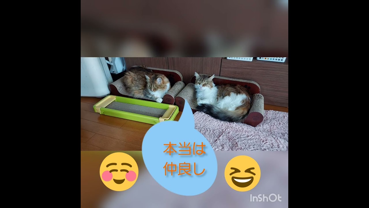 双子猫姉妹6歳の誕生日　【ソマリ&メインクーンのハーフ】
