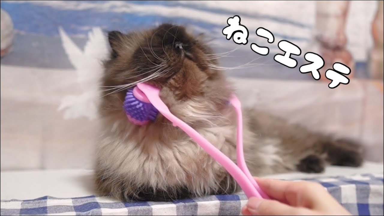 猫の顔マッサージがたまらないヒマラヤン猫とラグドール猫のこんなに違うの？　ラグドール猫！｜抱っこが好きな猫 ｜ヒマラヤン猫｜甘える猫