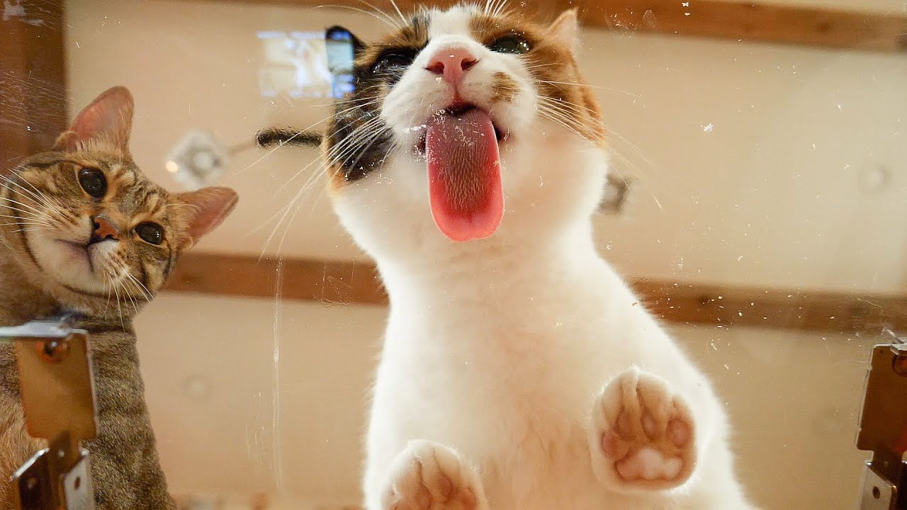 猫たちがおやつを食べる所をスケスケの丸見えにしてみたら…wwww【ASMR】