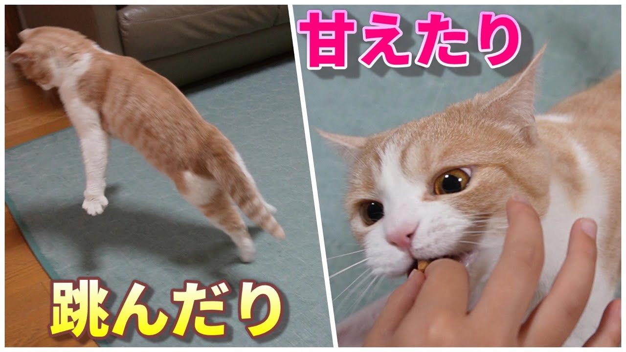 跳ぶ猫【スコティッシュフォールド】【アビシニアン】