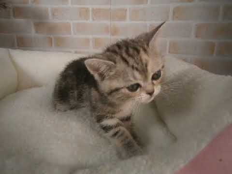 627665 アメリカンショートヘアー