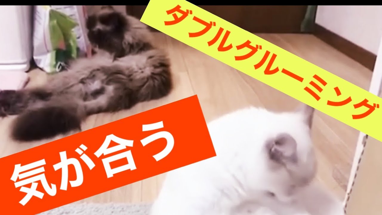 グルーミングする猫｜ラグドール猫！｜最高に美しい猫｜ヒマラヤン猫｜華麗な猫｜グルーミングで勝つのはどっち❓💛綺麗になろう💛猫ちゃんのルーティン💛💛