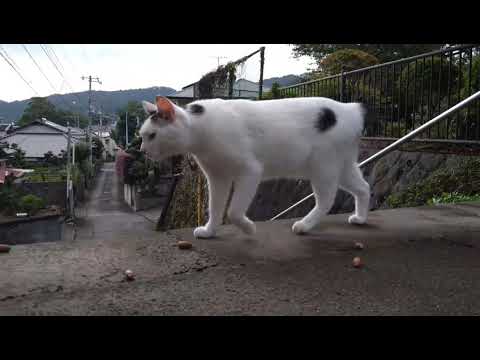 【さんぽねこ】団栗!ニャン♪こんなに沢山どこから来たニャン♪