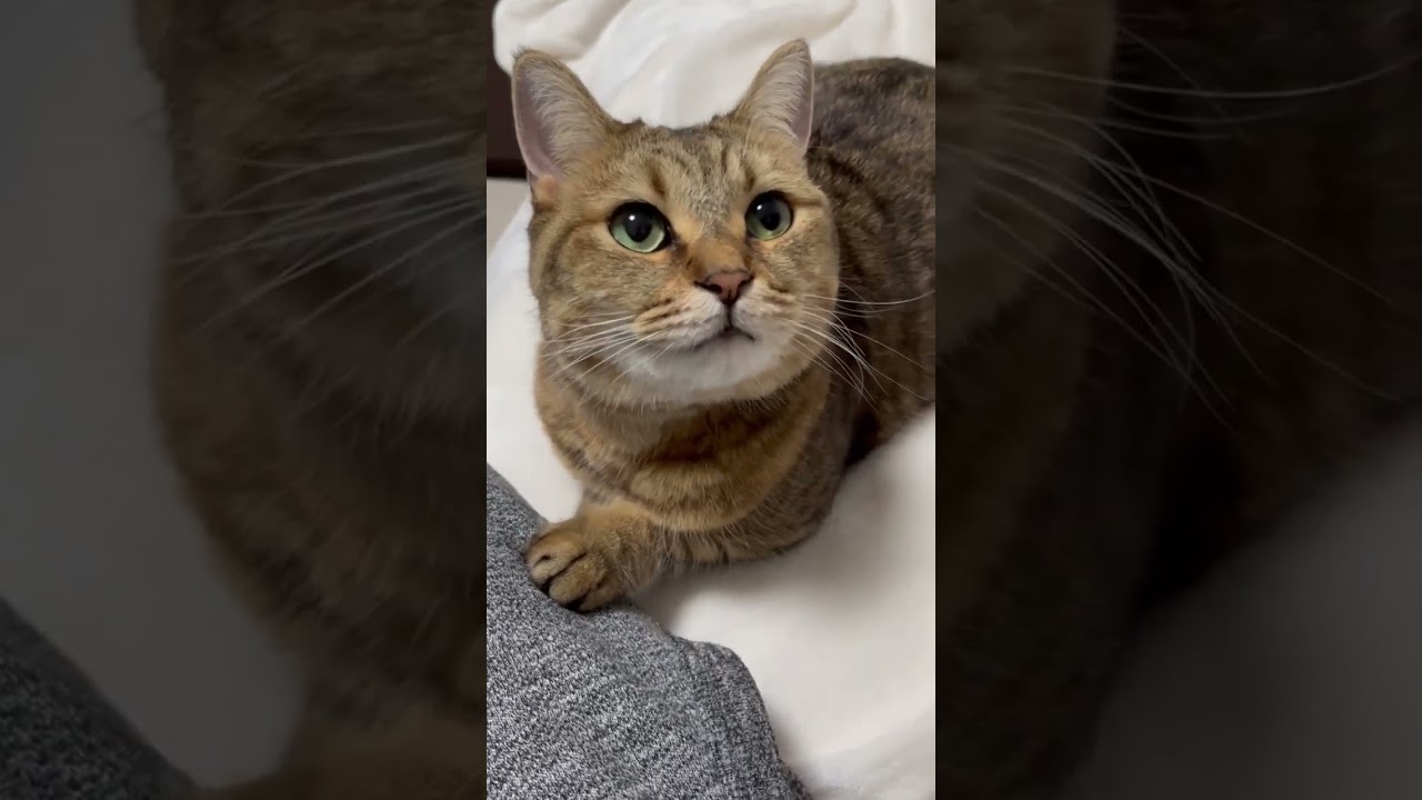 猫が控えめに話しかけてくる時の手がかわいすぎる…　#shorts