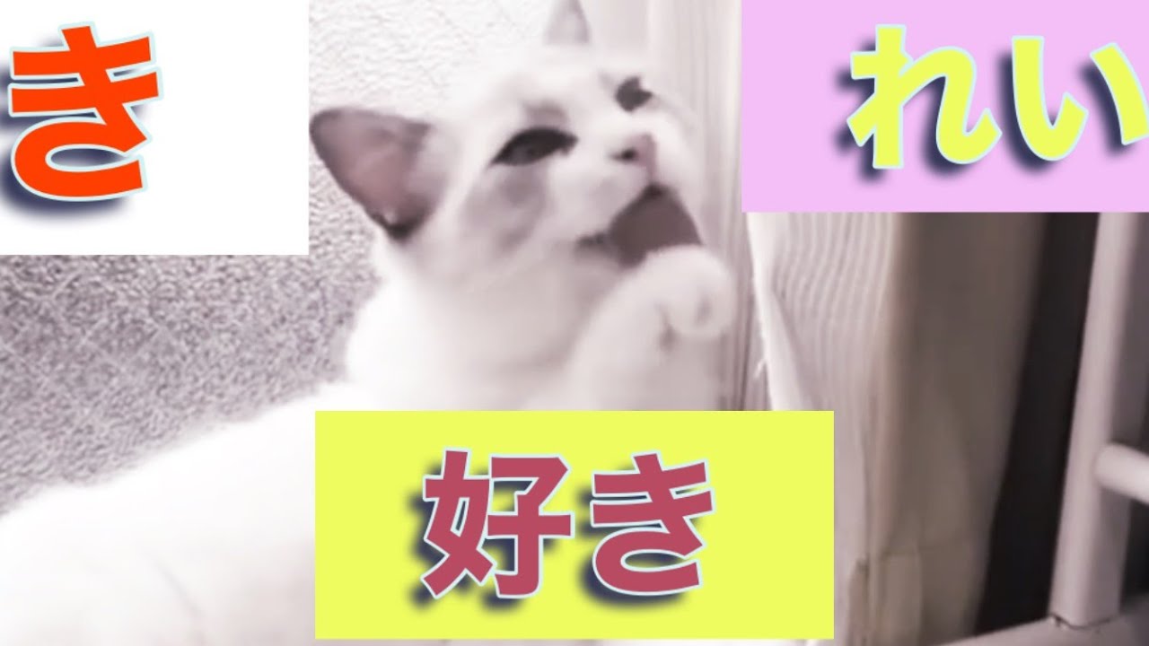 ラグドール猫！｜最高に美しい猫 クリムのグルーミング💛ヒマラヤン猫ちゃんのルーティン💛💛