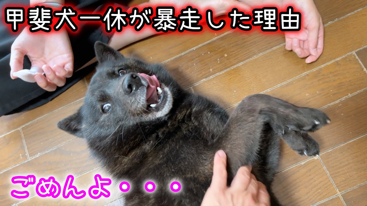 愛犬と平和に歯磨き！のつもりが・・・【甲斐犬一休と猫のしずく】