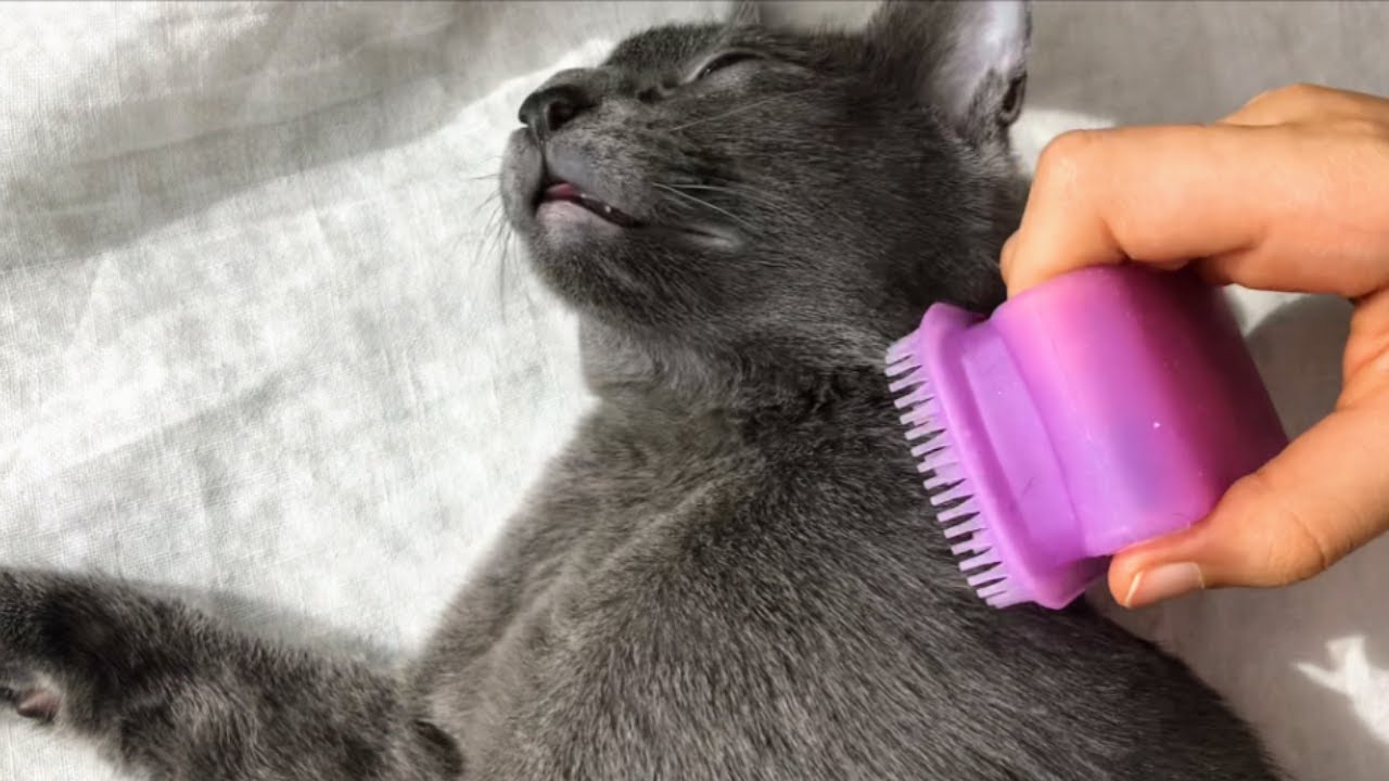 Cat Enjoy Brushing | Lucky Korat Cat