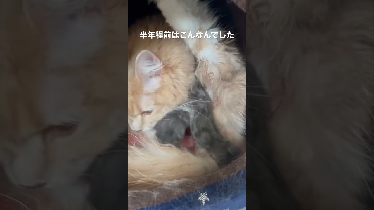 生後数時間のラガマフィンと母は元気だった #ラガマフィン #猫のいる暮らし #子猫動画