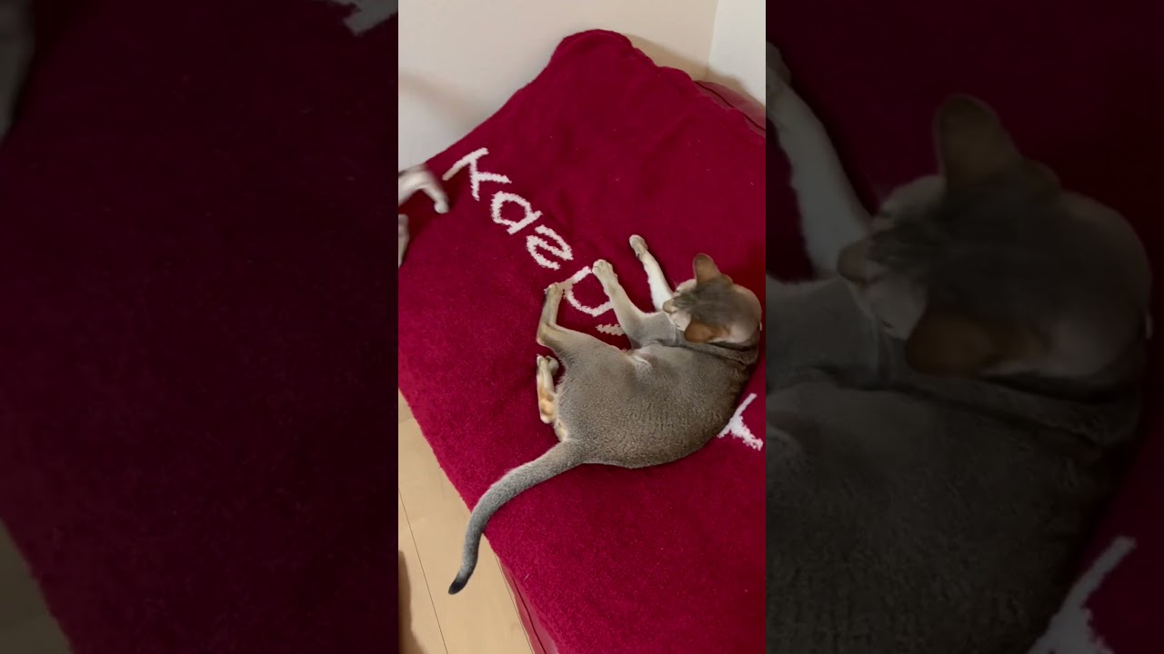 帰ってきたら、絶賛バトル中だった兄者と弟者