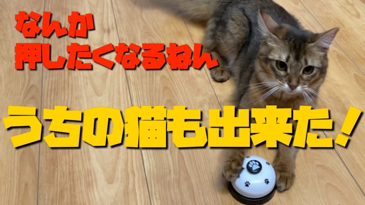 呼び鈴の才能が開花したソマリ猫【ペットベル生活2日目】