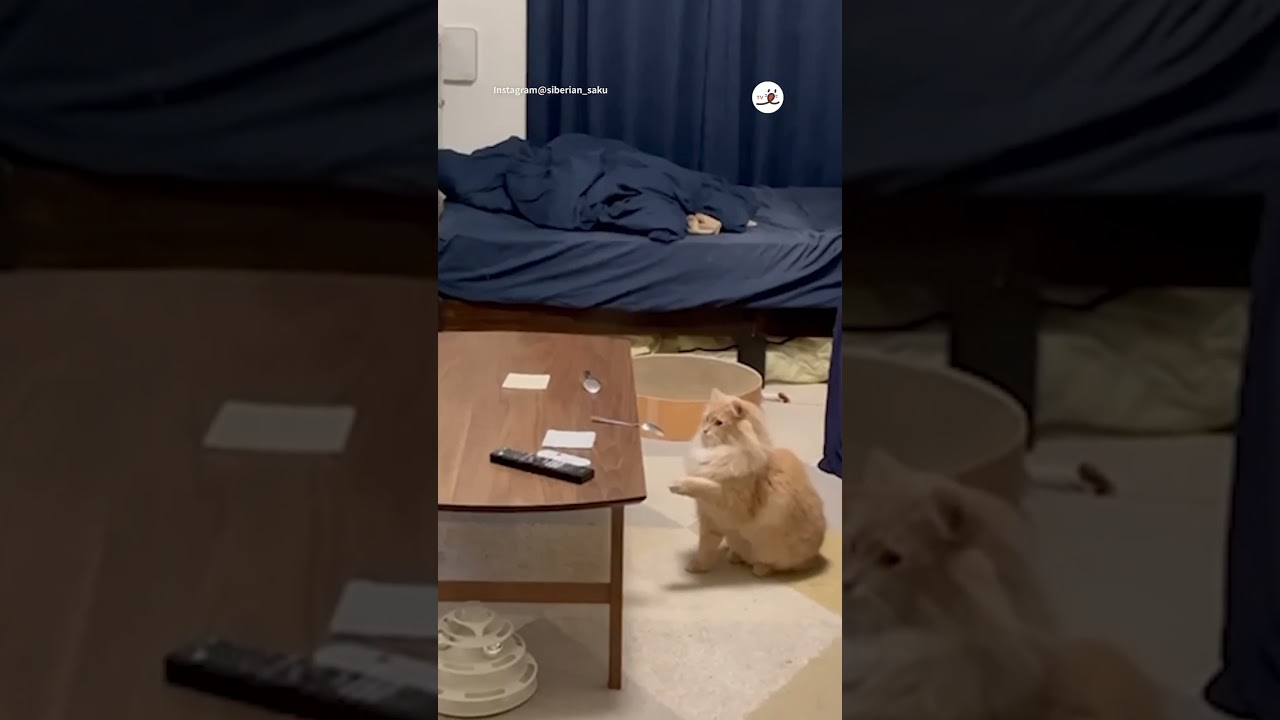 支点・力点・作用点を学ぶ🐱｜PECO