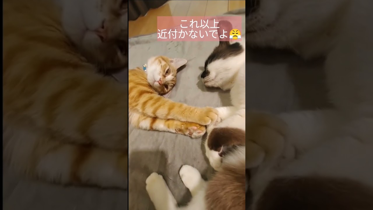 4ヶ月経過した二匹の距離感 #保護猫 #シャムミックス #shorts