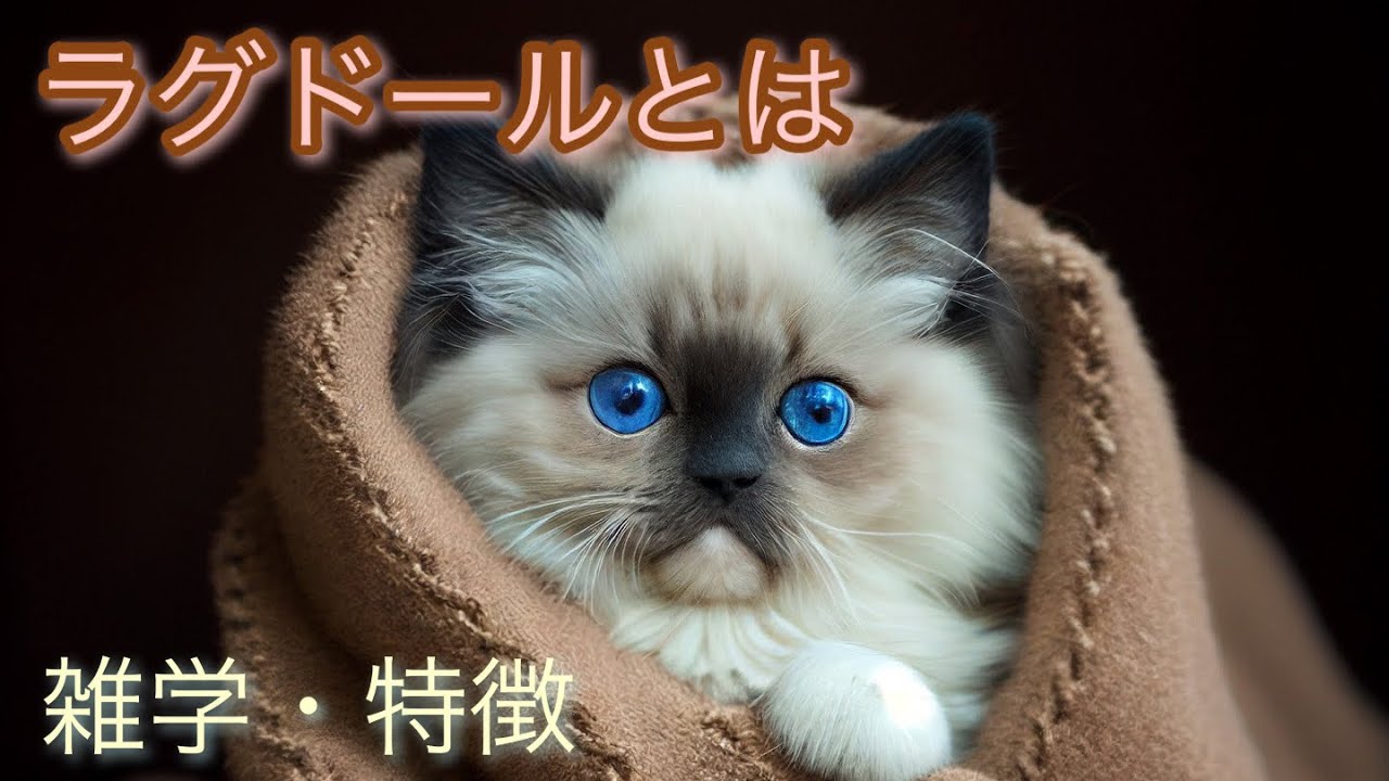 【猫】ラグドールとは【雑学・特徴】Ragdoll