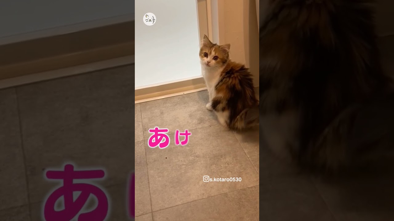 つぶらな瞳で可愛くおねだり🐈スコティッシュフォールド子猫「つくねちゃん」！Pretty please？ #猫王国 #猫動画 #スコティッシュフォールド子猫 #catlife