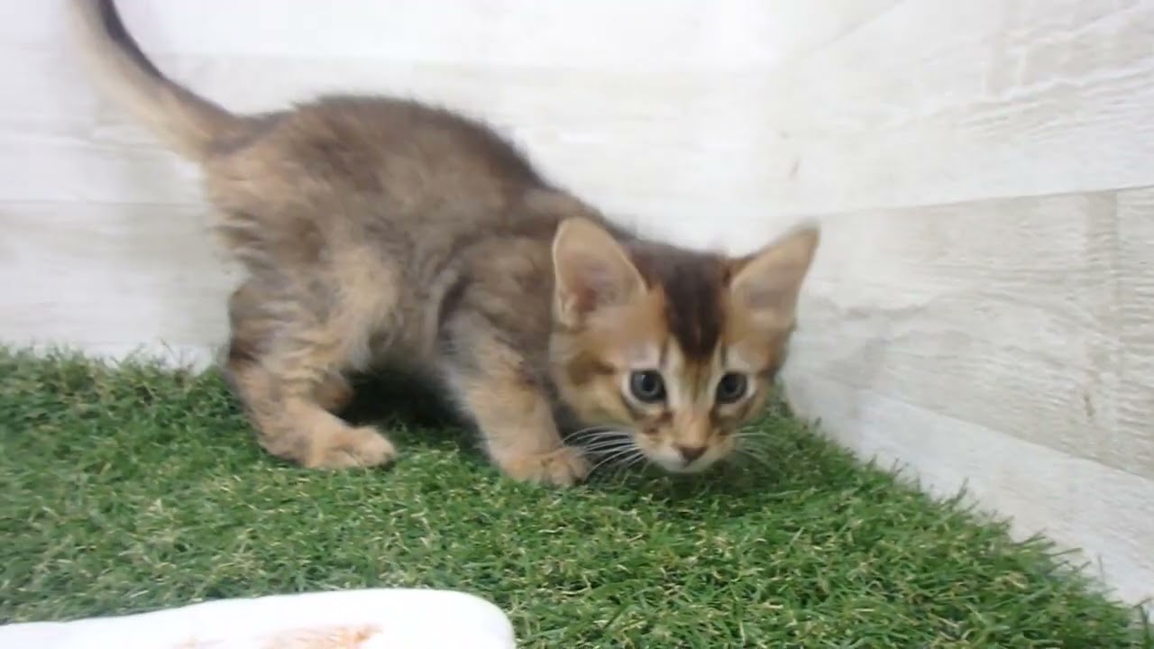 Coo&RIKU　No00632729 ソマリ