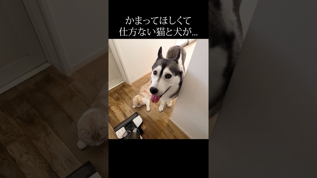 かまってほしくて仕方ない子猫と犬がかわいすぎた… #猫 #shorts