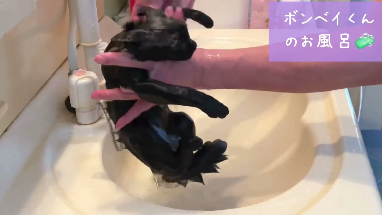 【ナナハチ’s ROOM】トイガーくん&ボンベイくんのお風呂🛁動画　20220318