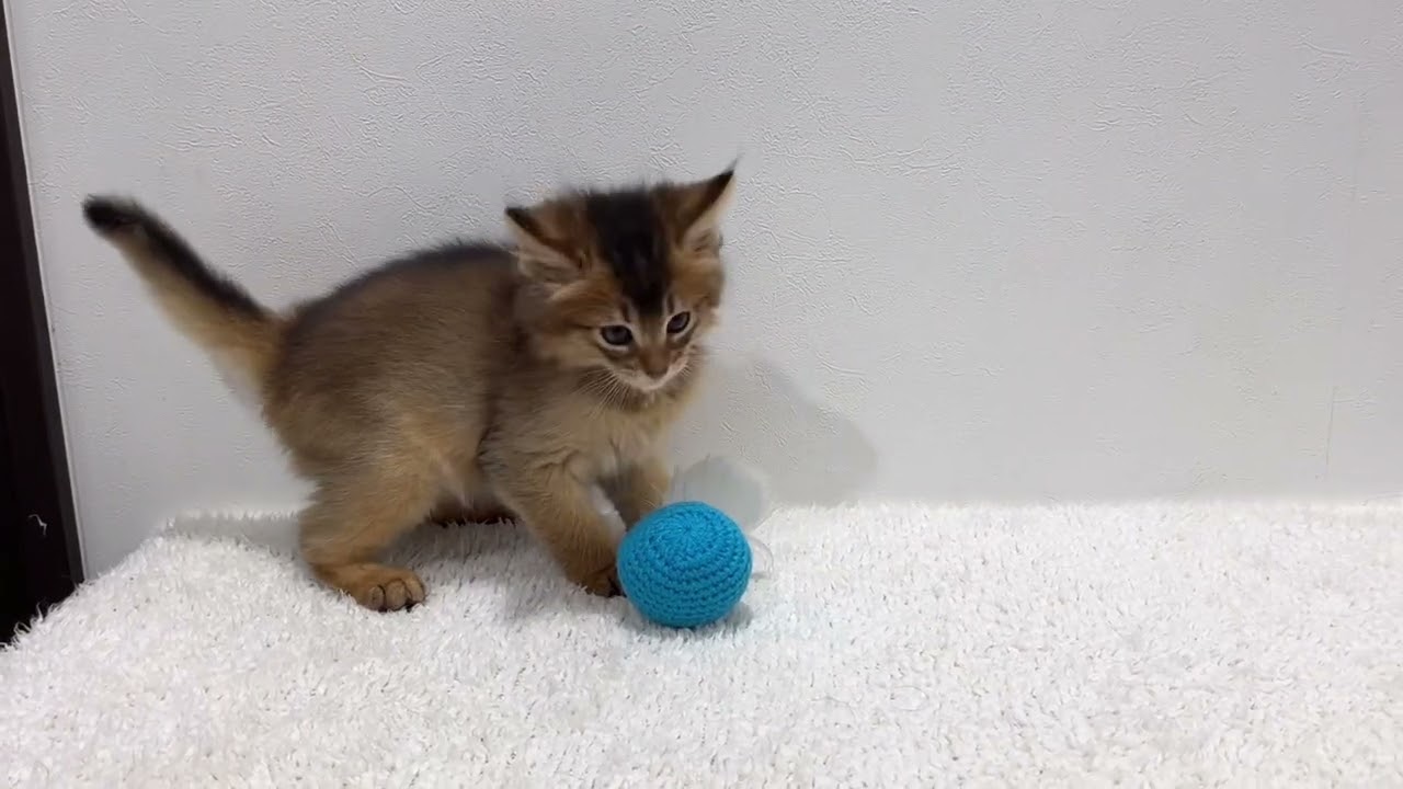 【5/12撮影】ボール遊びが上手なソマリ