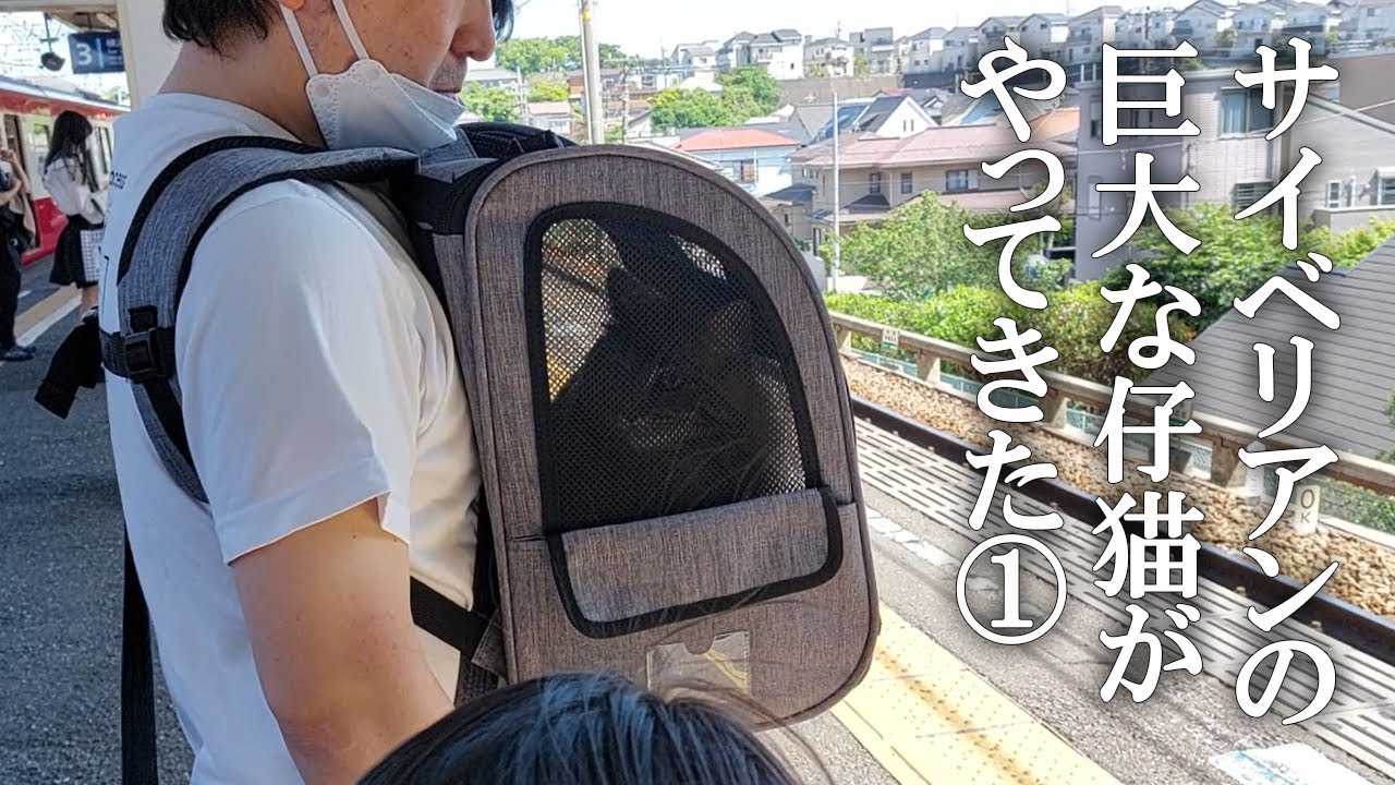 サイベリアンの大きな仔猫がやってきた！①　生後6か月とは思えない巨体