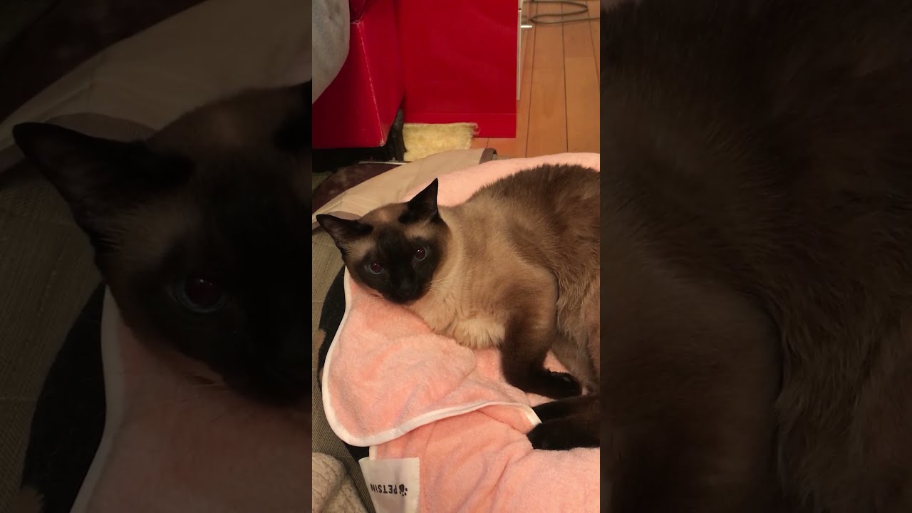 ただまったり転がっているだけのたぬき猫なのにゃ♪
