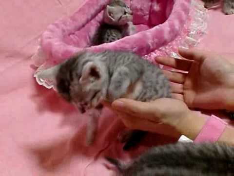エジプシャンマウ赤ちゃんたち