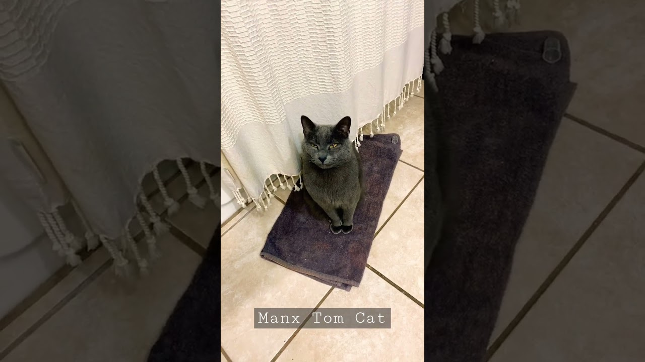 Manx Tom Cat #graycat #shorts #meow #catshorts #catsofyoutube #purr #handsome #cute #cat