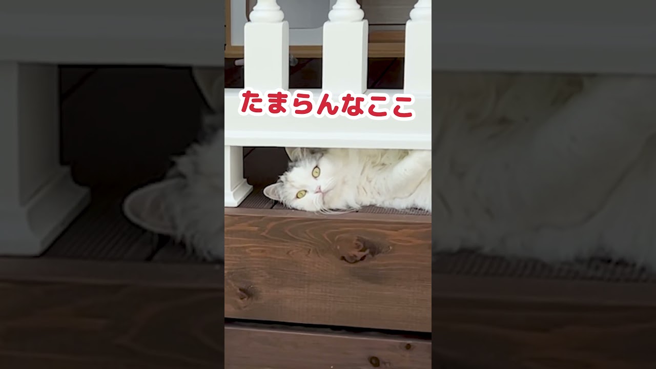 災害に備えて準備する猫 #Shorts