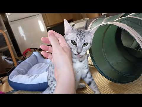 【エジプシャンマウはる】　休日は飼い主も黒ねずみも元気がない （猫動画）