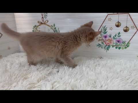 ペットショップcoo&riku No.629223　ソマリ