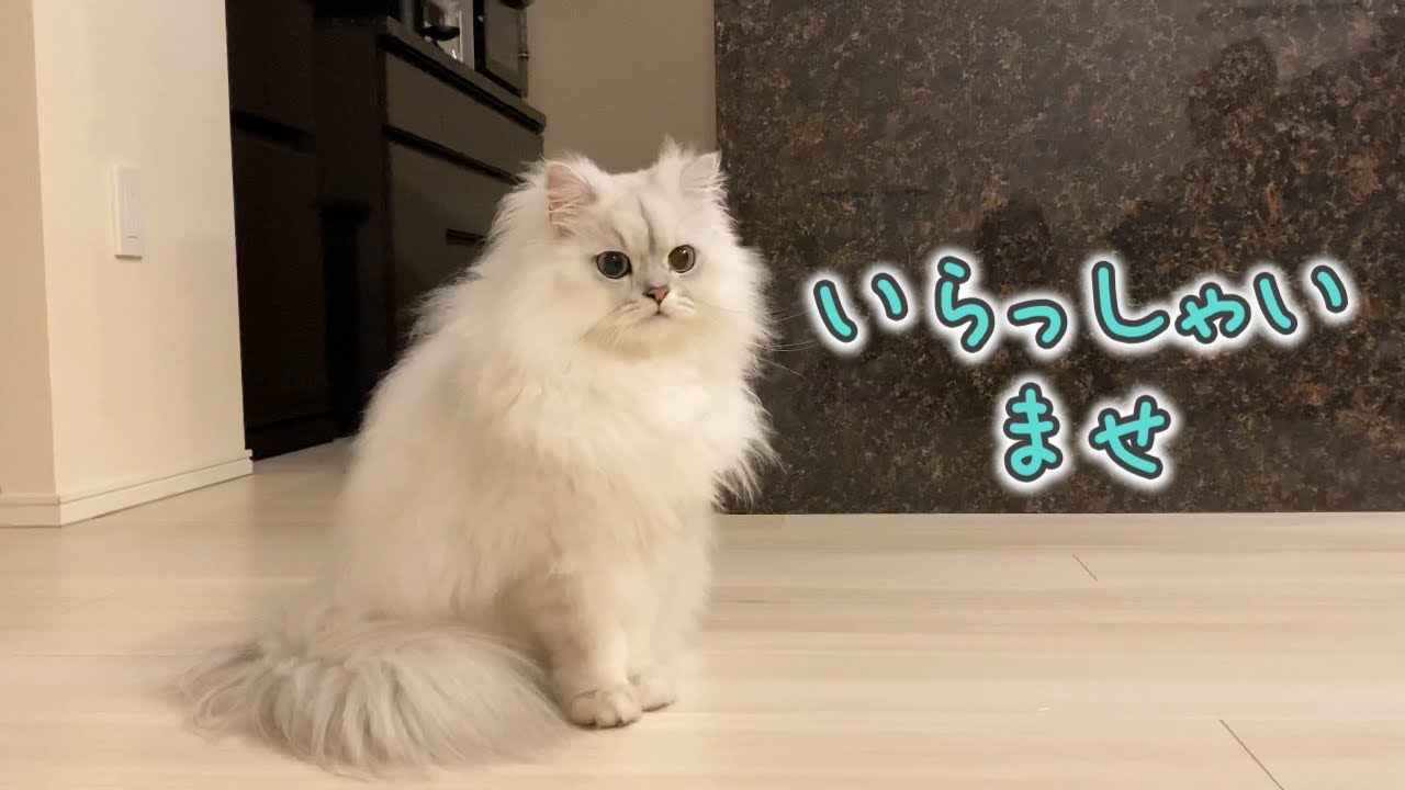 久しぶりの来客とに対して猫の反応は…？