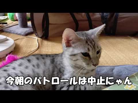 【エジプシャンマウはる】　休日の朝はパトロールするにゃ？ （猫動画）