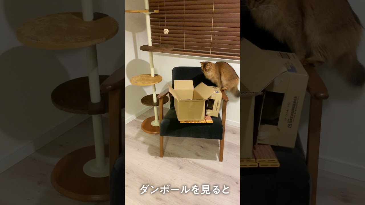 # 126　ぜったい噛むソマリ